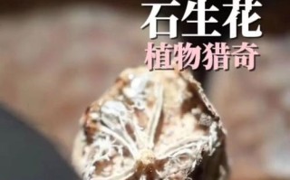 以石生花怎么样？（探索石生花的奇妙之处）