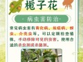 除虫守护花园，以枝枝花里的虫子怎么除？（保护花园生态平衡，有效去除害虫）