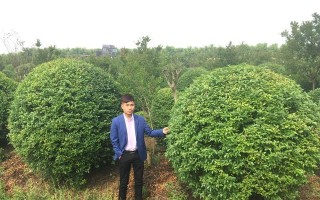 小叶女贞——耐阴之佳木（以“绿意盎然”的身姿装点阴暗角落）