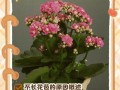 以长寿花短日照控制花期的技巧（花期控制）