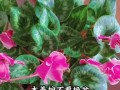 冬天的仙客来养殖方法（打造温暖冬日的花海）