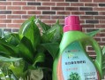 孩子误食绿箩急救方法大揭秘（急救绿箩中毒，做好这些你就放心了）