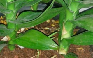 百合花分株繁殖全攻略（如何分株繁殖百合花？分株时间、方法、技巧全解析！）
