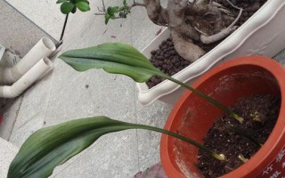 以一叶兰怎么分盆好？（一叶兰分盆技巧与注意事项）