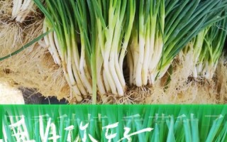 大葱种子的种植方法（如何正确地栽种大葱种子）
