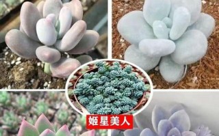 以青星美人怎么养（打造青春焕发，关键在养护）