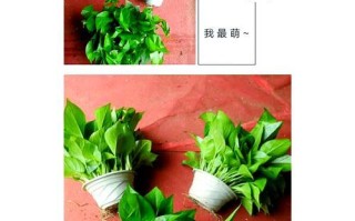绿萝之美（掌握关键，让绿萝生机盎然）