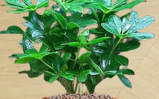 探秘发财树与七叶莲的神秘生命