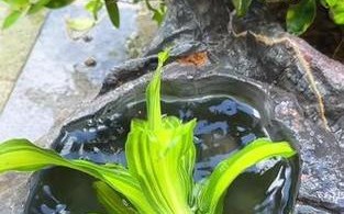 探寻巴西铁木的生长之谜（解析巴西铁木为何长势矮缓的原因及其生态特点）