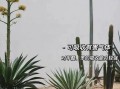 龙蛇兰花的养护技巧（打造迷人的龙蛇兰花园，让花香弥漫家中）