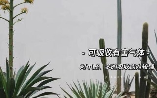 龙蛇兰花的养护技巧（打造迷人的龙蛇兰花园，让花香弥漫家中）