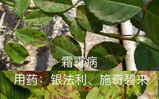 月季霜霉病防治攻略（预防月季霜霉病的关键措施及注意事项）