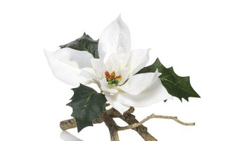 一品红招了白色？如何处理这种情况（解决一品红变白的方法及注意事项）