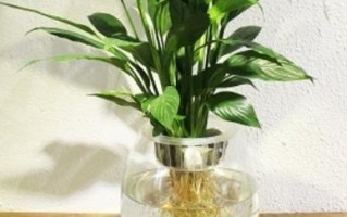 养殖一帆风顺，留心以下注意事项（从养殖环境到管理细节，助你打造养殖典范）