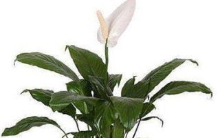 白掌养护（白掌有毒吗？如何正确养护？为您解答）