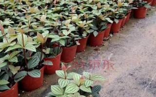 椒草的养殖方法与注意事项（了解椒草的生长环境与管理方式，让你的植物健康茁壮）