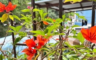 杜鹃花和三角梅的区别（从外形、花语、生长环境等方面来看）
