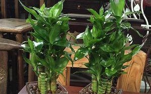 荷花竹，室内空气净化专家（探寻荷花竹的吸甲醛机理）