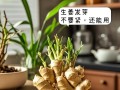 生姜种植时间与生长周期（掌握关键时间点，科学种植生姜/生姜生长周期及各生长阶段特征）