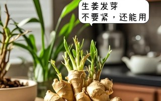 生姜种植时间与生长周期（掌握关键时间点，科学种植生姜/生姜生长周期及各生长阶段特征）