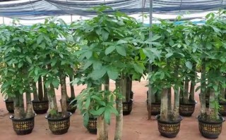 发财树栽种方法与注意事项（成功种植发财树，让您家里拥有绿色财运）