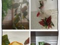 如何修剪过高的竹节海棠（高度控制、修剪技巧、健康成长）