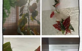如何修剪过高的竹节海棠（高度控制、修剪技巧、健康成长）