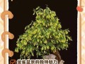 金雀花的冬日之美（秋叶飘落，冬日盛放，雪后绽放，金雀花的四季魅力）