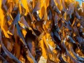 海带生长环境条件及特点（探秘海洋深处的“海带之王”——生长环境、营养价值及利用方式）