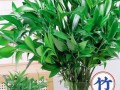 竹类花养护技巧揭秘（打造更旺盛的竹类花园，从这些关键技巧开始！）
