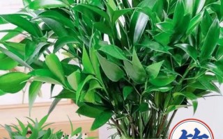 竹类花养护技巧揭秘（打造更旺盛的竹类花园，从这些关键技巧开始！）