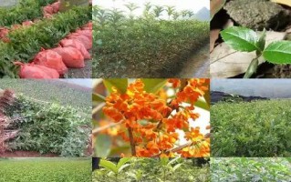 如何处理掉叶的桂树（解决桂树掉叶的有效方法）
