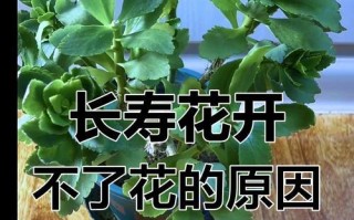 长寿花不开花的原因及解决方法（如何让长寿花开出美丽的花朵？）