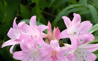 百合花不开花的原因（了解百合花不开花的背后原因）