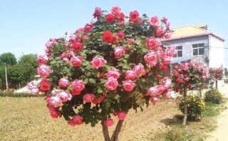 院门口花坛的打造（打造一个美丽的院门口花坛，给院子增添生气与色彩）