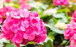 八仙花开花时间及品种介绍（一年开几次花？如何养护？）