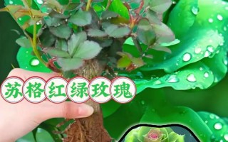 玫瑰花是否需要阳光？（探究玫瑰花的光照需求及其对生长发育的影响）