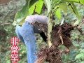 双肾草——盛产于中国的珍稀中草药（探寻双肾草的药用价值与栽培技巧）