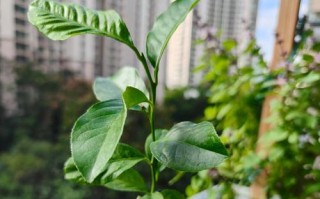 柠檬树苗种植指南（以柠檬树苗怎么种植方法为主题的详细指导）