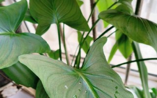 玫瑰的施肥浇水技巧（为您详解玫瑰施肥浇水的方法与注意事项）