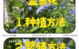 冬季养蓝雪花的技巧与注意事项（室内养殖蓝雪花，温暖冬日的别样景观）