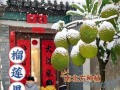 广西可种榴莲树，丰收美味无比（探究广西榴莲树种植现状及栽培技巧）