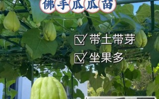 佛手适合种植的地方（探究佛手的栽培环境及种植方法）