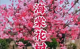 以西府海棠海棠怎么养的细节揭秘（养护方法、病虫害防治、施肥要点、剪枝技巧、常见问题解答）