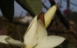 铁掌花的养殖技巧（打造美丽宜人的庭院生活）