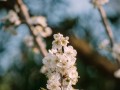 樱桃花开如春雪洁白绽放（樱花盛开的美丽景象和寓意）