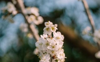 樱桃花开如春雪洁白绽放（樱花盛开的美丽景象和寓意）