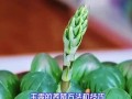 雪花玉露的养殖技巧（打造繁茂的雪花玉露家园）