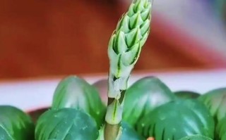 雪花玉露的养殖技巧（打造繁茂的雪花玉露家园）