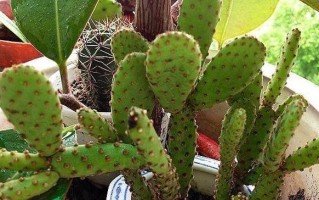 房间内适合种什么植物？（打造室内绿色环境，增添生活情趣）